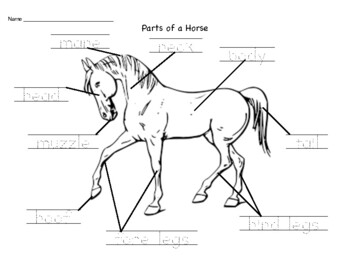 Parts of a Horse (Mammal) by Guiding Hands with Kellsie | TPT