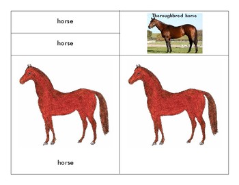 Preview of Parts of a Horse - Montessori-Three Part Cards