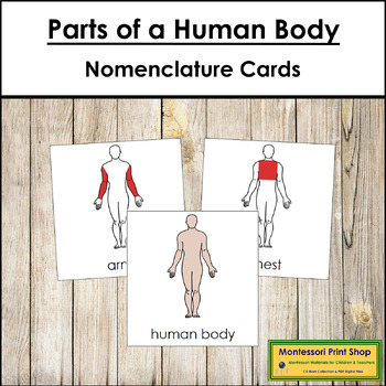 Preview of Parts of a Human Body 3-Part Cards (red highlights) - Montessori Nomenclature