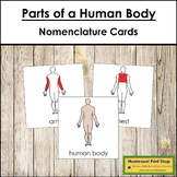 Parts of a Human Body 3-Part Cards (red highlights) - Mont