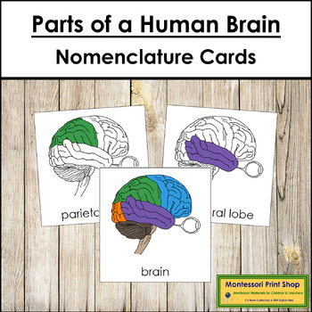 Preview of Parts of a Human Brain 3-Part Cards - Montessori Nomenclature