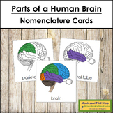 Parts of a Human Brain 3-Part Cards - Montessori Nomenclature