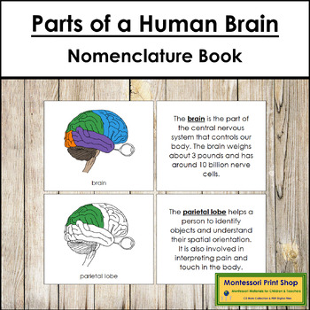 Preview of Parts of a Human Brain Book - Montessori Nomenclature