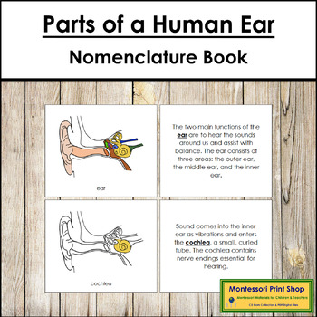 Preview of Parts of a Human Ear Book - Montessori Nomenclature