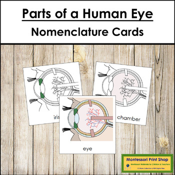Preview of Parts of a Human Eye 3-Part Cards - Montessori Nomenclature