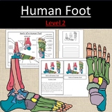 Parts of a Human Foot Anatomy Bones Science Level 2 Elementary