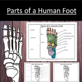 Parts of a Human Foot Anatomy Bones Work Science Level 1