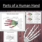 Parts of a Human Hand Anatomy Bones Work Science Level 1