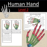Parts of a Human Hand Anatomy Bones Work Science Level 2 E