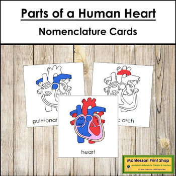 Preview of Parts of a Human Heart 3-Part Cards - Montessori Nomenclature