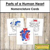 Parts of a Human Heart 3-Part Cards - Montessori Nomenclature