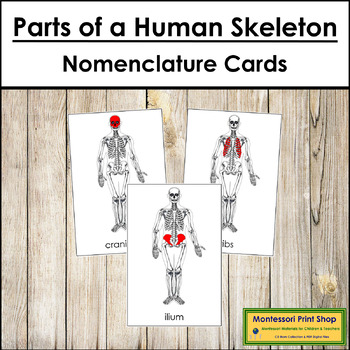 Preview of Parts of a Human Skeleton 3-Part Cards - Montessori Nomenclature