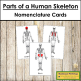 Parts of a Human Skeleton 3-Part Cards - Montessori Nomenclature