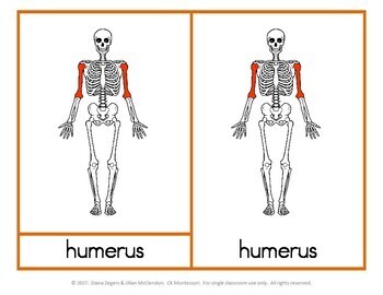 Preview of Montessori Parts of a (Human) Skeleton - 3 part cards