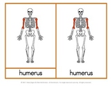 Montessori Parts of a (Human) Skeleton - 3 part cards