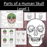 Parts of a Human Skull Anatomy Bones Science Level 1