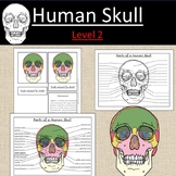 Parts of a Human Skull Anatomy Bones Science Level 2 Elementary