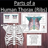 Parts of a Human Thorax Rib Cage Anatomy Science Bones