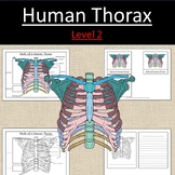 Parts of a Human Thorax Ribs Anatomy Bones Science Level 2