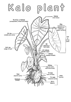 Preview of Parts of a Kalo Plant