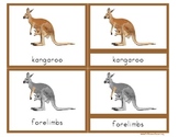 Parts of a Kangaroo- Montessori Nomenclature Cards with Definitions