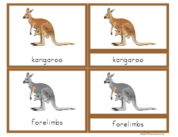 Preview of Parts of a Kangaroo- Montessori Nomenclature Cards with Definitions