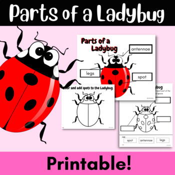 Preview of Parts of a Ladybug Activities