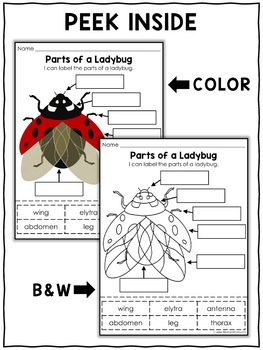 Parts of a Ladybug Activities by Nicole and Eliceo | TpT