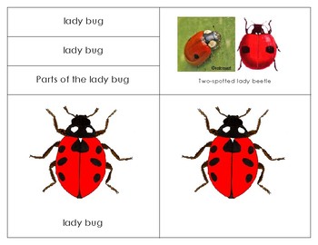 Preview of Parts of a Ladybug- Montessori  Lesson