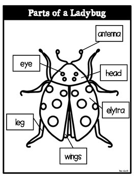 Parts of a Ladybug-Bilingual by Rae Elliott | TPT