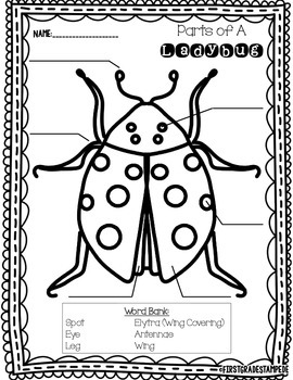 Parts of a Ladybug FREEBIE by The Teaching Texan | TpT