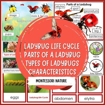 Preview of Parts of a Ladybug Life Cycle Characteristics Types of Ladybugs Montessori