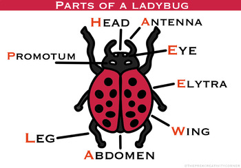 Preview of Parts of a Ladybug (Vocabulary Chart)