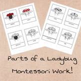 Parts of a Ladybug Work Three Part Cards Montessori Preschool