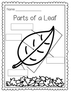 Parts of a Leaf by Kindergarten Busy Bees | Teachers Pay Teachers