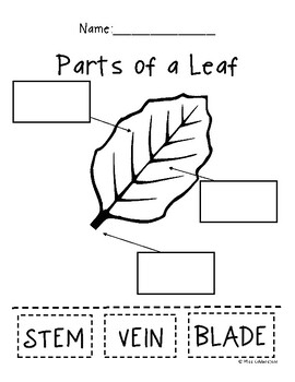 Preview of Parts of a Leaf