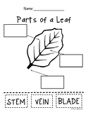 Parts of a Leaf