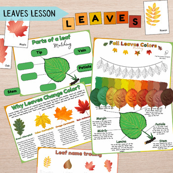 Preview of Parts of a Leaf Activity Lesson for Kids , Fall Autumn Leaves Biology, Leaf Unit