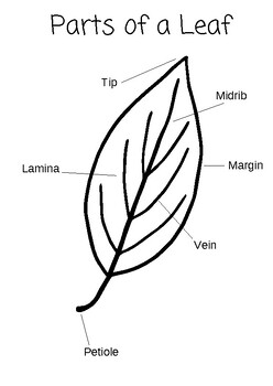 Parts of a Leaf Coloring Page by Clementine Academy | TPT