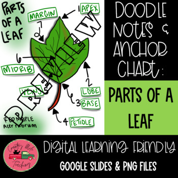 Preview of Parts of a Leaf-Doodle Notes & Anchor Chart