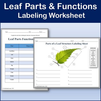 Draw the Diagram of leaf and explain the parts of leaf.​ - Brainly.in