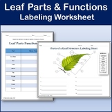 Parts of a Leaf Structure & Functions Labeling Worksheet f