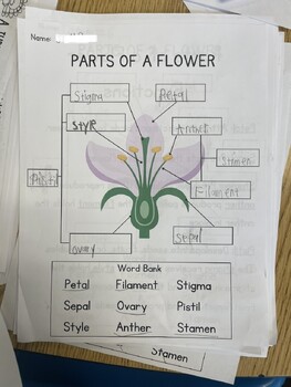 Preview of Parts of a Lily Flower