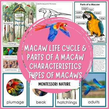 Preview of Parts of a Macaw Life Cycle Types of Macaws Interesting Facts  Montessori