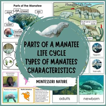 Preview of Parts of a Manatee Life Cycle Characteristics Facts Types Montessori