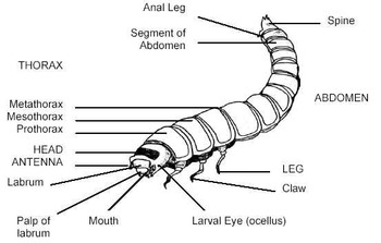 Preview of Parts of a Meal Worm