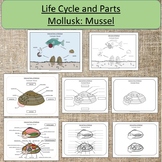 Elementary Life Cycle, Internal, External Parts of a Mollu