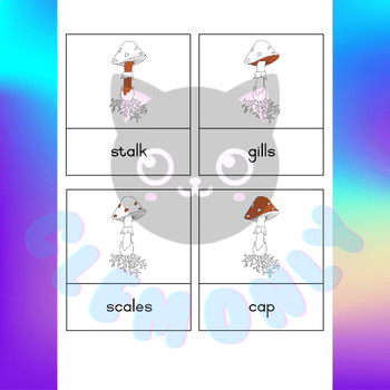 Preview of Parts of a Mushroom Nomenclatures (3 part cards)