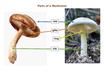 Parts of a Mushroom poster and labelling activity by Harin Yoo | TPT