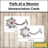 Parts of a Neuron 3-Part Cards - Montessori Nomenclature